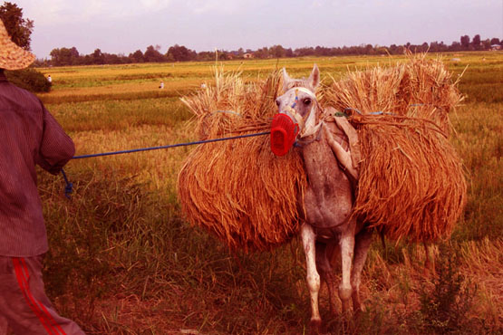 حمل برنج با اسب