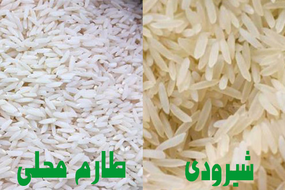 ترکیب برنج طارم محلی و برنج شیرودی