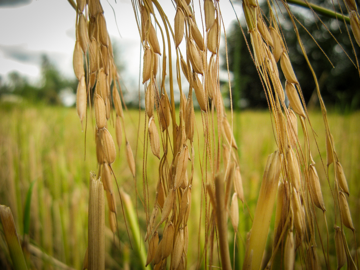 برنج تراریخته چیست؟