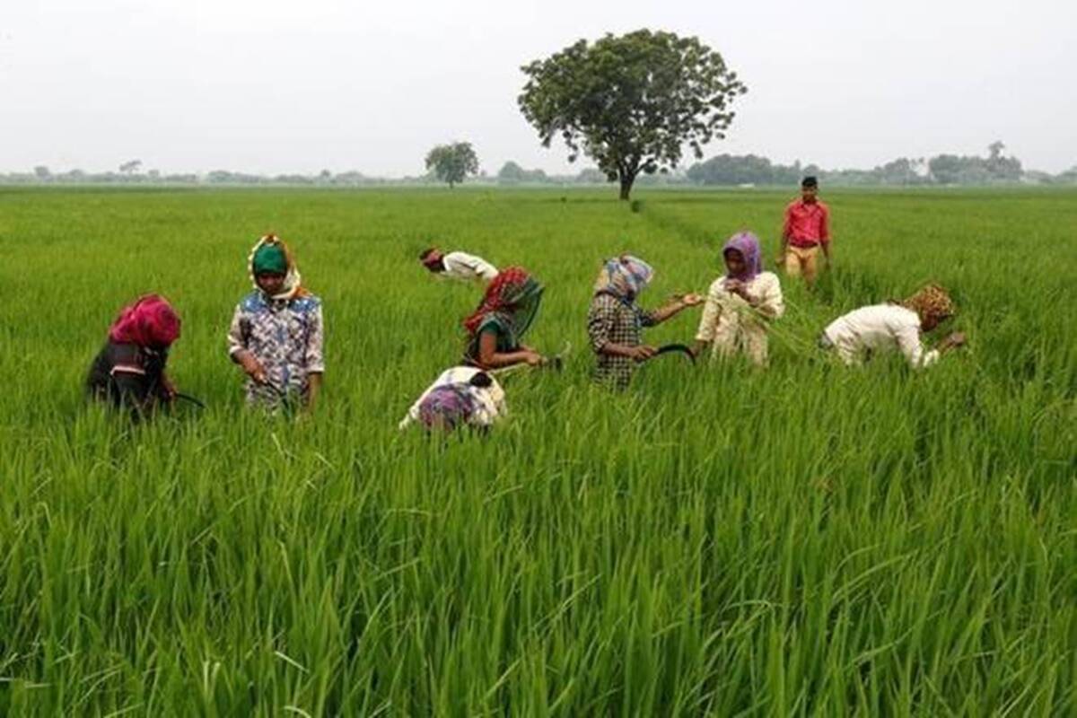 نیروی کار مورد نیاز کاشت برنج