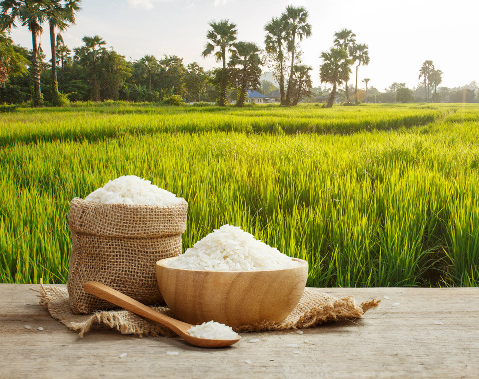 تفاوت برداشت برنج به صورت دستی و مکانیزه 