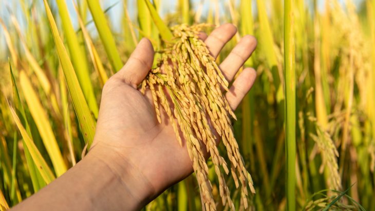 هدف از پرورش برنج چین دوم 